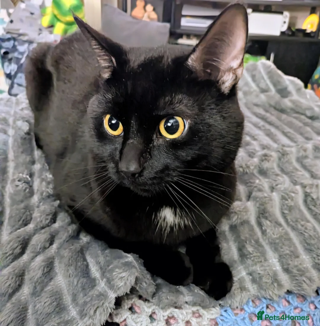 Mixed Breed cats for sale: Lovely 3 year old Male Black Cat in Newark - Advert 1