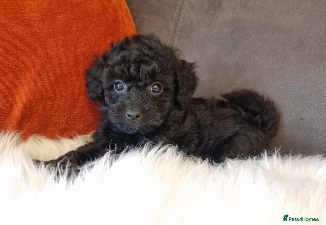 Cockapoo dogs for sale: Best Friend Sofa Companions 🥰 Fully vaccinated  - Image 27
