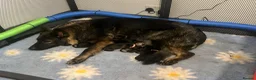 German Shepherd dogs for sale: Fully Health Tested, KC registered GSD puppies due - Advert 31