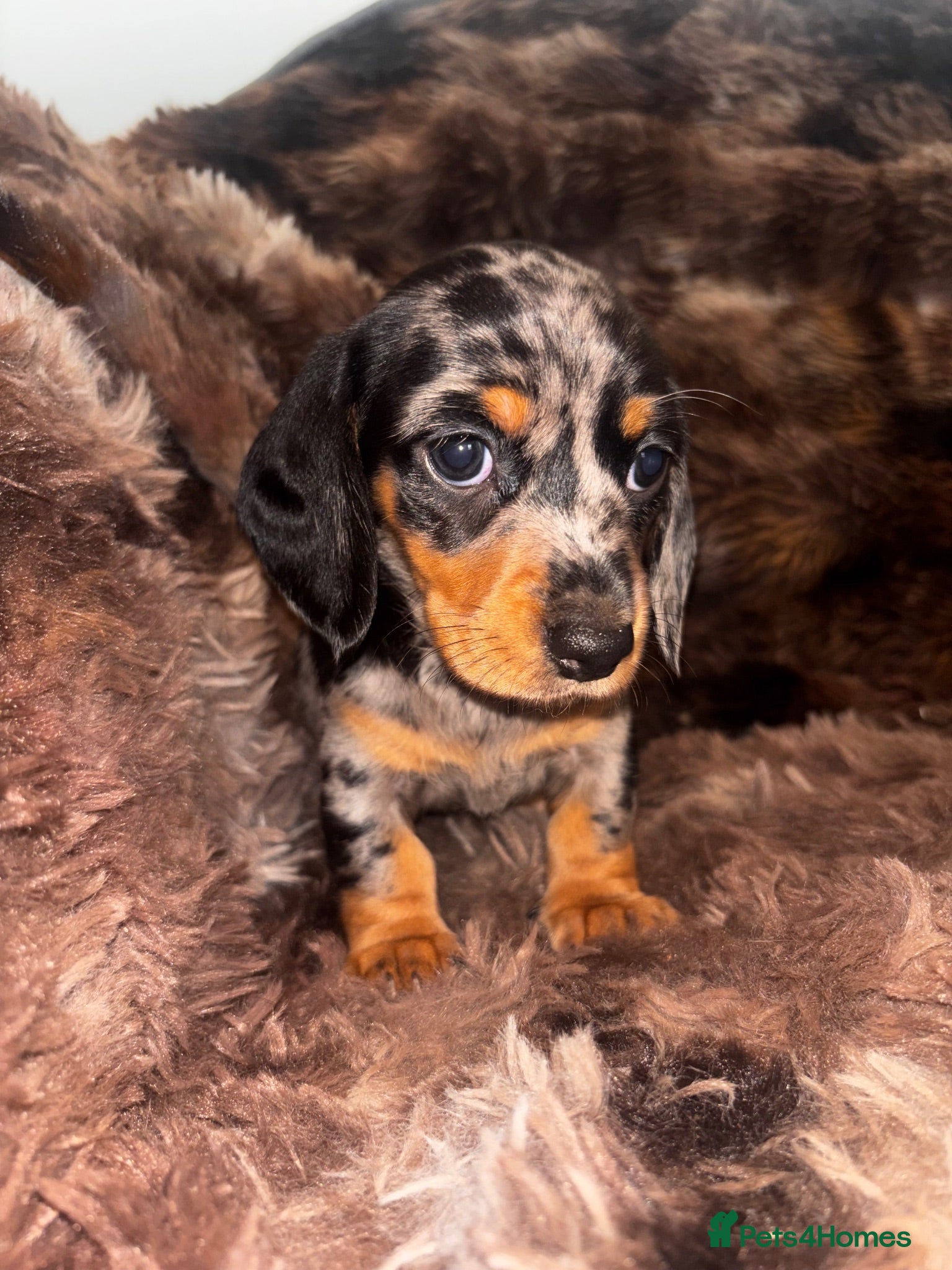 Miniature Dachshund dogs Miniature Dacshund’s  - Advert 8