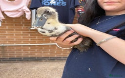 Ducks poultry for sale: Runner ducklings unsexed  - Image 4