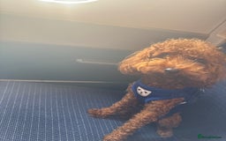 Toy Poodle dogs for sale: Toy Poodle Sprout  - Image 3