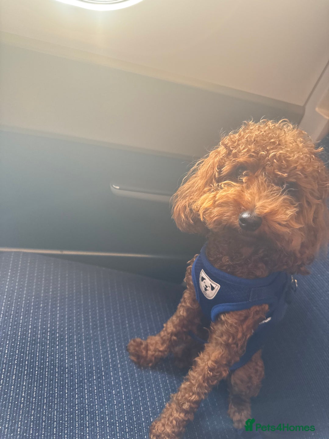 Toy Poodle dogs for sale: Toy Poodle Sprout  - Image 3