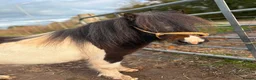 Shetland pony horses for sale: Registered Shetland Looking for His Forever Home - Advert 2