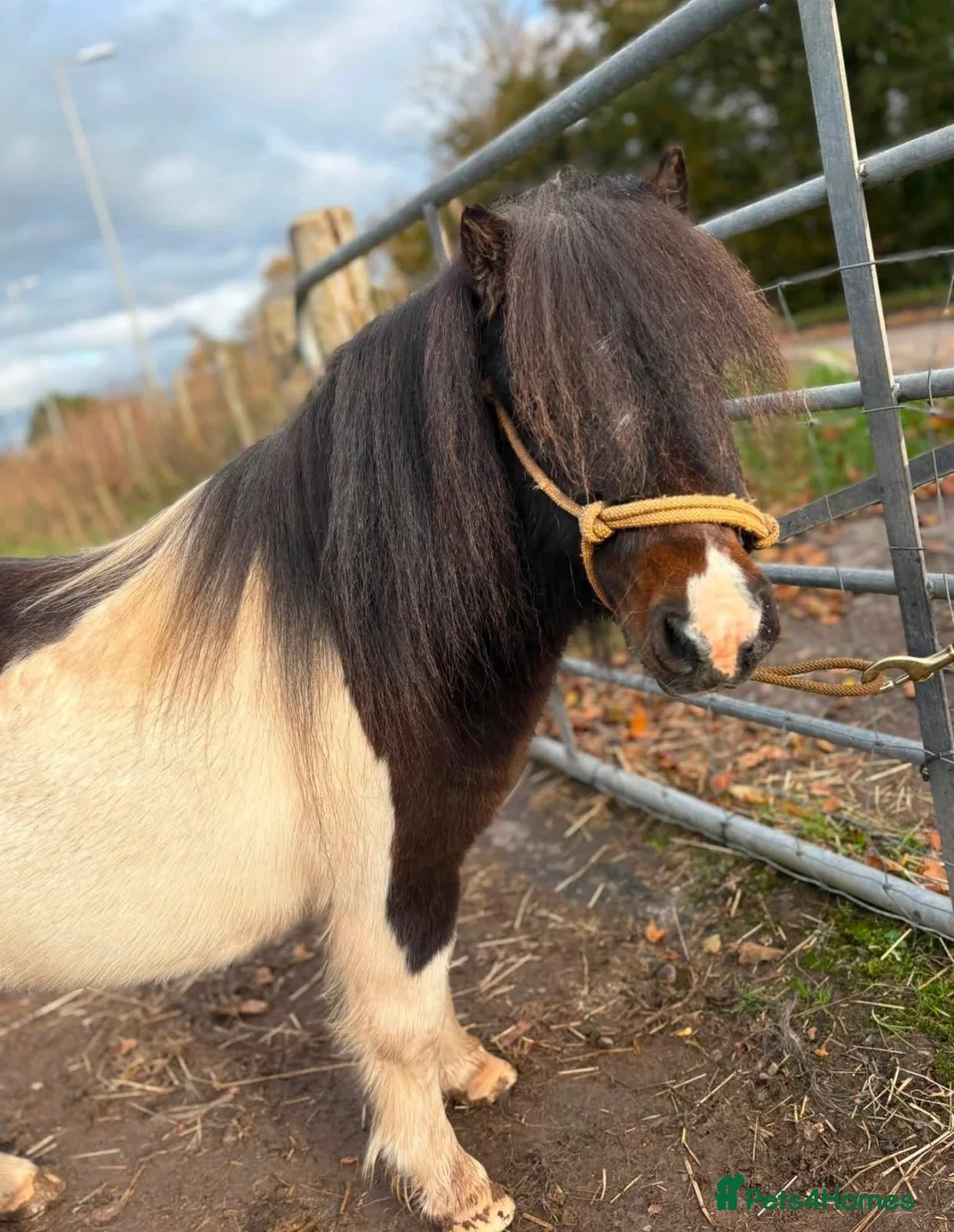 Shetland pony horses for sale: Registered Shetland Looking for His Forever Home - Advert 2