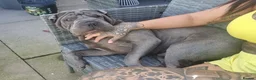 Shar Pei dogs for sale: Male and female shar pei - Advert 8