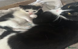 Domestic Shorthair cats for sale: Kitten - Image 6