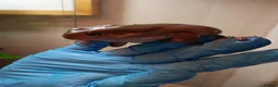 Frog reptiles for sale: Blue Eyed Whites Tree Frogs - Advert 8