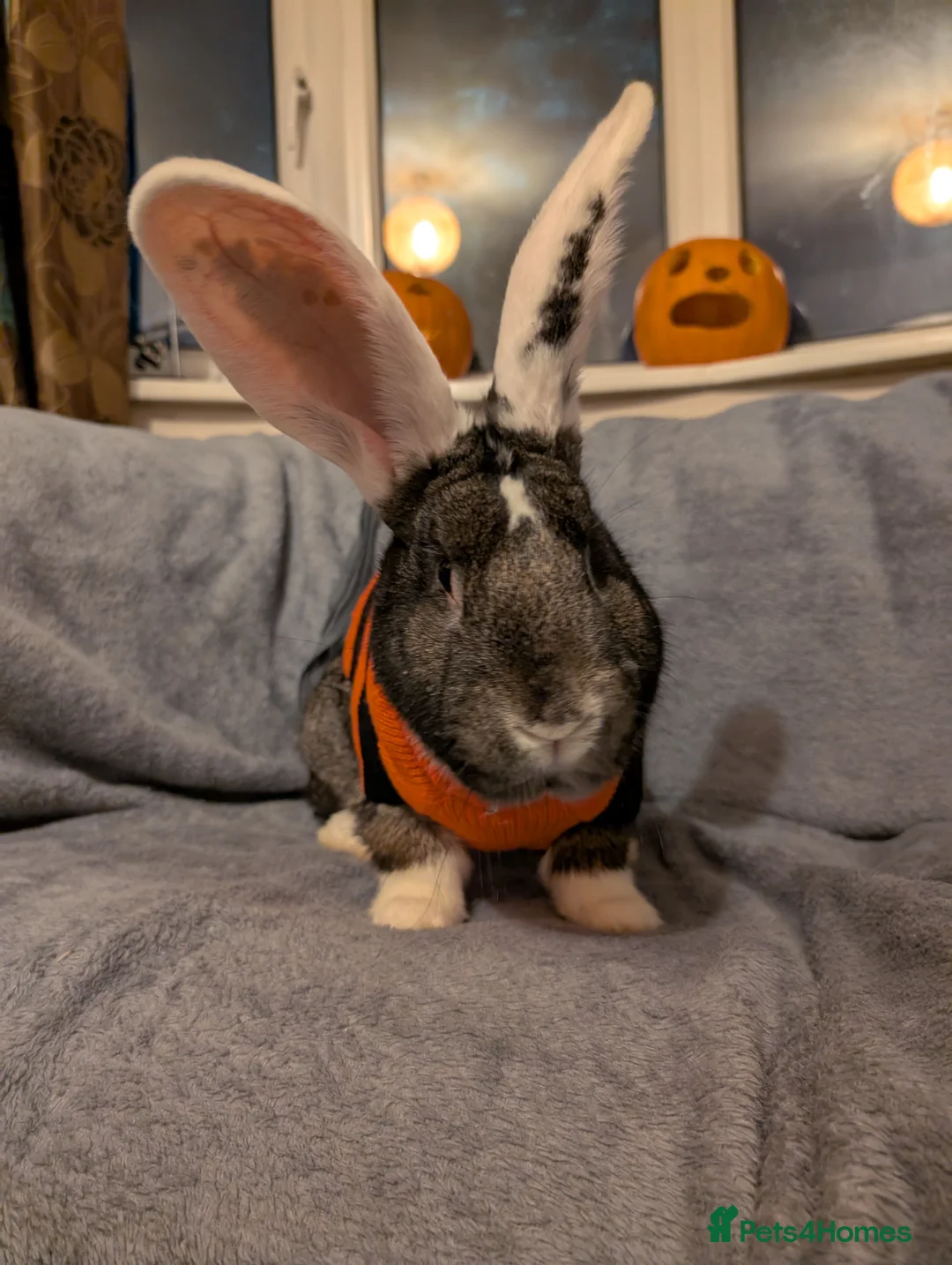 Continental Giant rabbits for sale: Continental giant Bunjovi - Advert 2