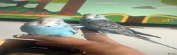 Budgerigars birds for sale: Hand Tame Baby Budgies - Advert 1