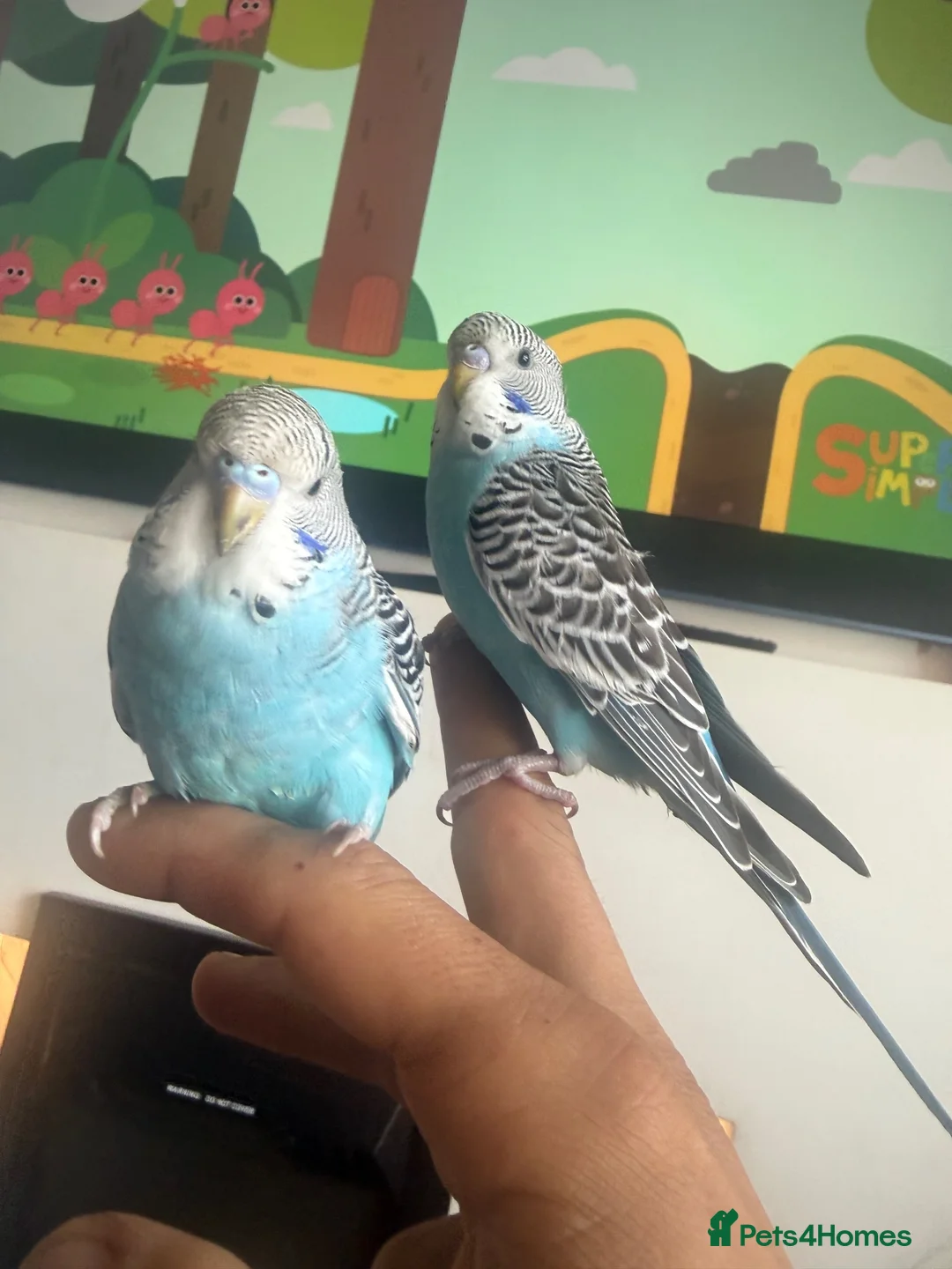 Budgerigars birds for sale: Hand Tame Baby Budgies - Advert 1
