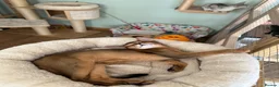Abyssinian cats for sale: Last one boy ready to go🌟 - Advert 7