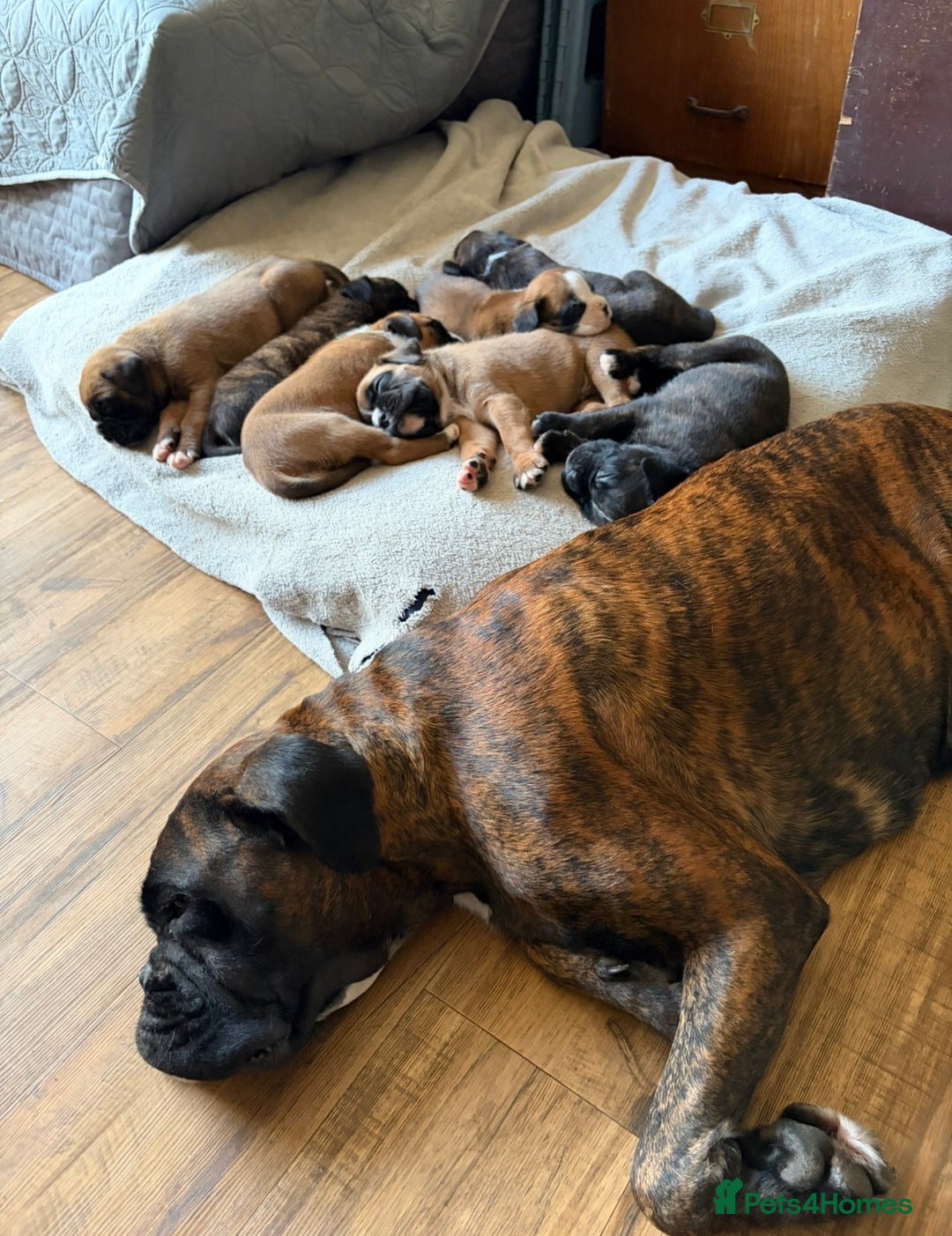 Boxer dogs for sale:  ⭐️ Fully health checked KC registered ⭐️ - Advert 19