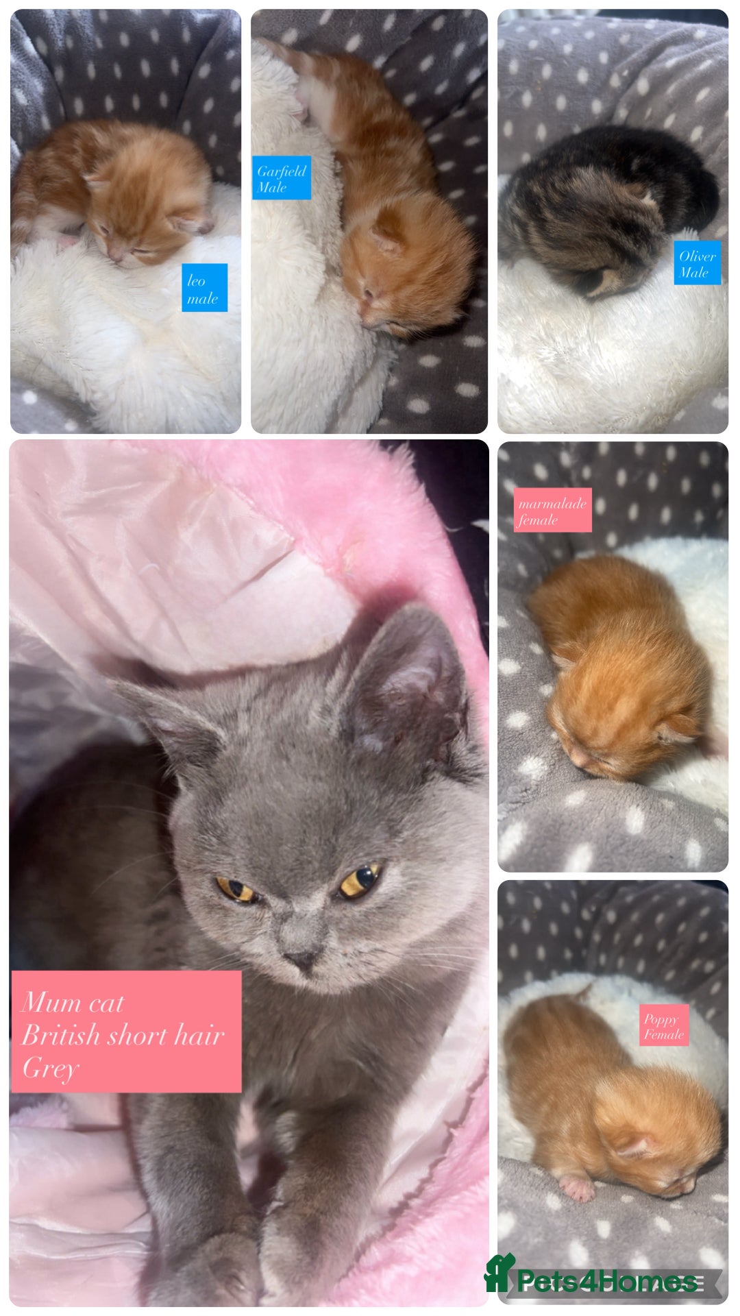 British Shorthair cats british short hair kittens - Advert 18