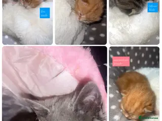 British Shorthair cats british short hair kittens - Advert 18