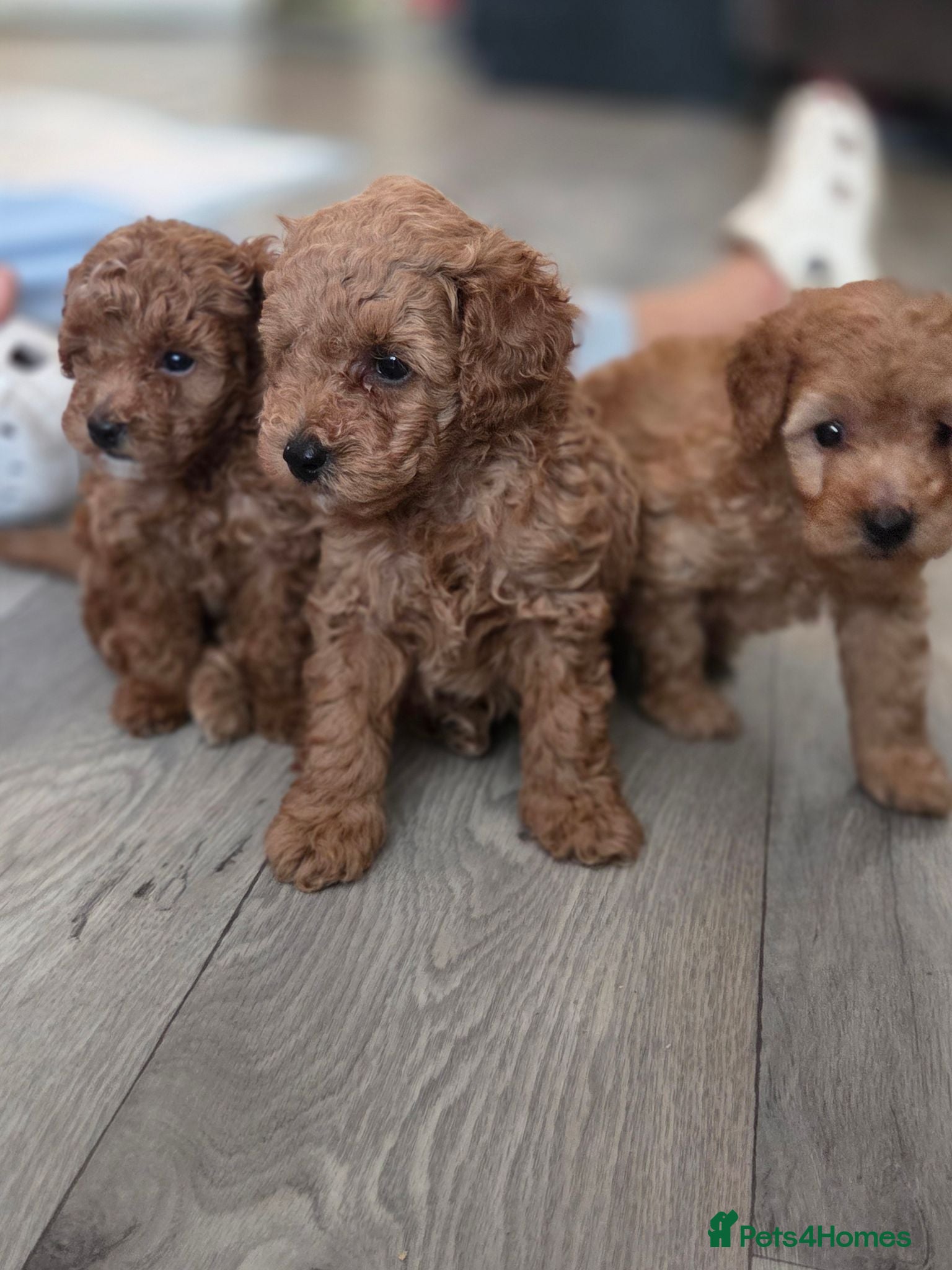 Toy Poodle dogs Beautiful homebred red toy poodle puppys - Advert 1
