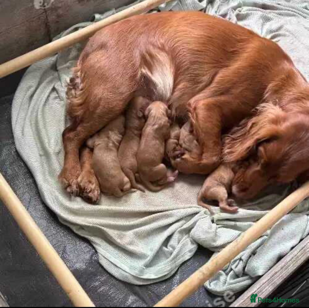 Cocker Spaniel dogs for sale: et Buster: Fully Trained Loving Red Cocker Spaniel - Advert 13