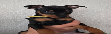 Miniature Pinscher (Yellow Collar)