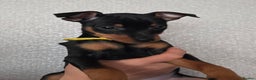 Miniature Pinscher dogs for sale: KC Registered 6 Pure Miniature Pinscher litter - Advert 20