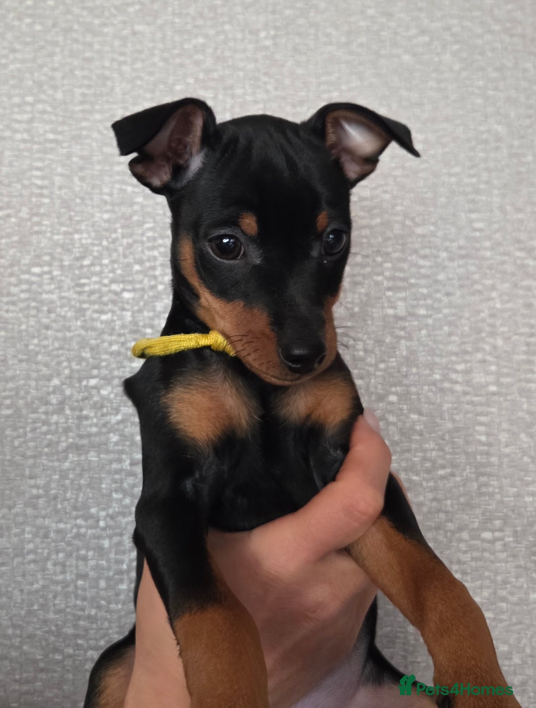 Miniature Pinscher dogs for sale: KC Registered 6 Pure Miniature Pinscher litter - Advert 20