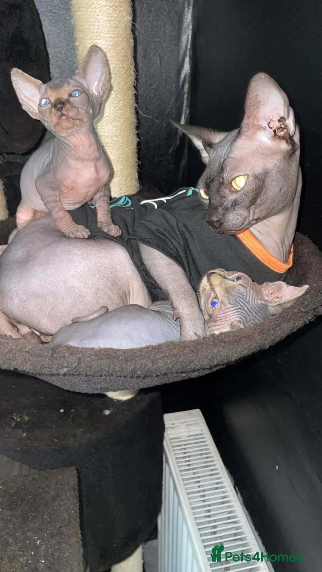 Sphynx cats for sale: My gorgeous pair  - Advert 1