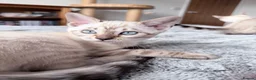Bengal cats for sale: Pedigree, Super socialised Bengal Kittens - Advert 9