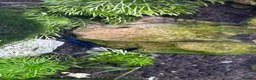 Shrimps fish for sale: Blue dream/cherry shrimp and juvenile plecos - Advert 2
