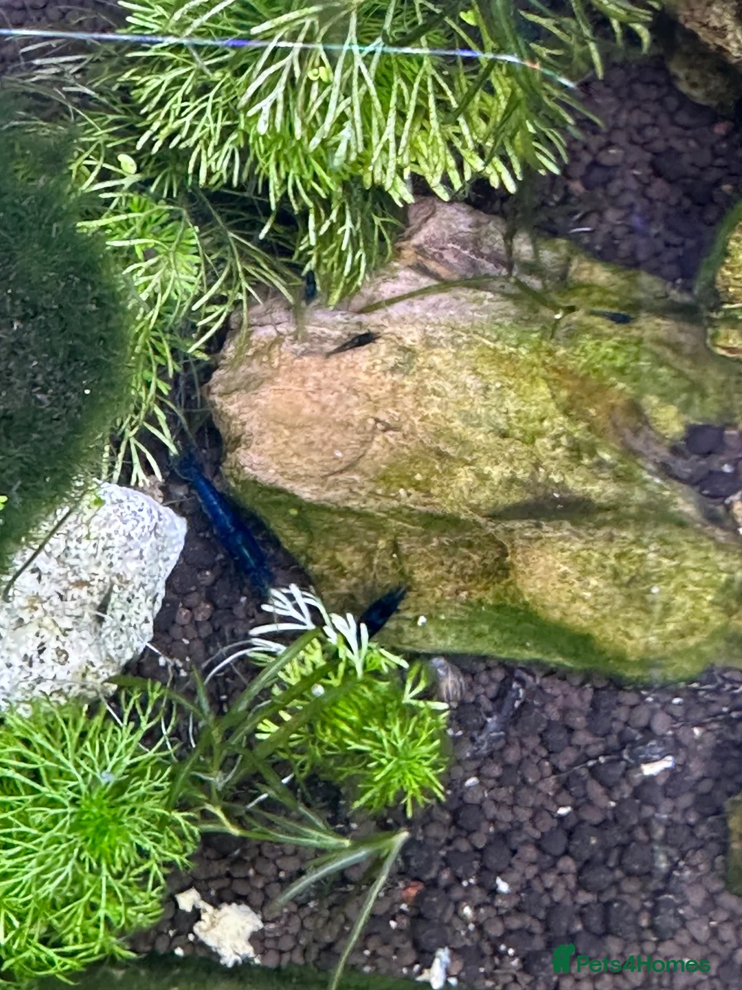 Shrimps fish for sale: Blue dream/cherry shrimp and juvenile plecos - Advert 2