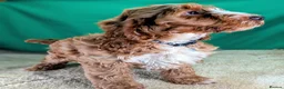 Cockapoo dogs for sale: Fully vaccinated F1 Cockapoo puppies - Advert 11