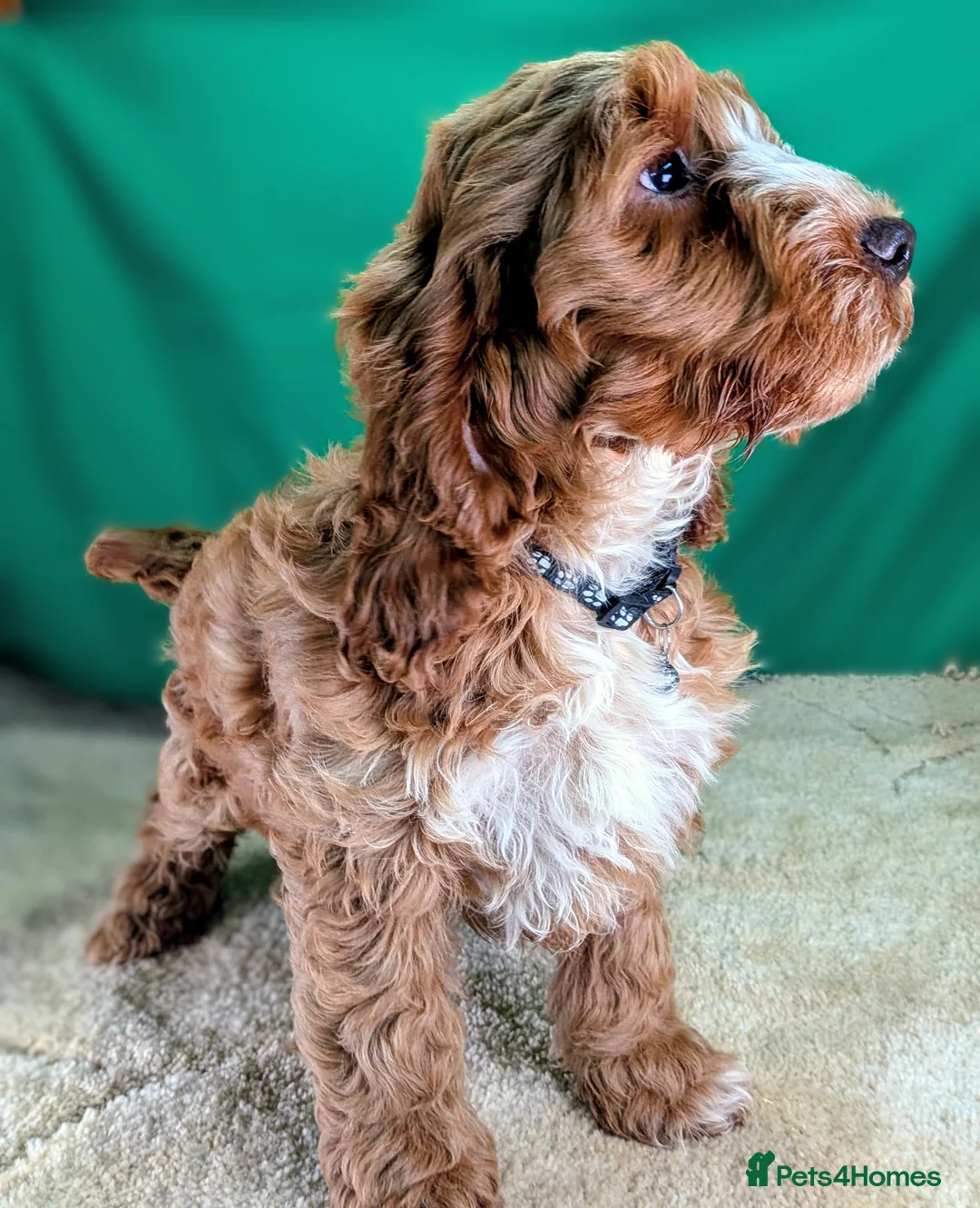 Cockapoo dogs for sale: Fully vaccinated F1 Cockapoo puppies - Advert 1