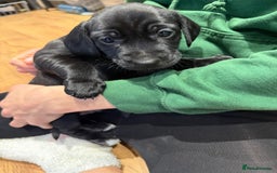 Mixed Breed dogs for sale: Patterdale terrier x cocker spaniel puppy’s  - Advert 6