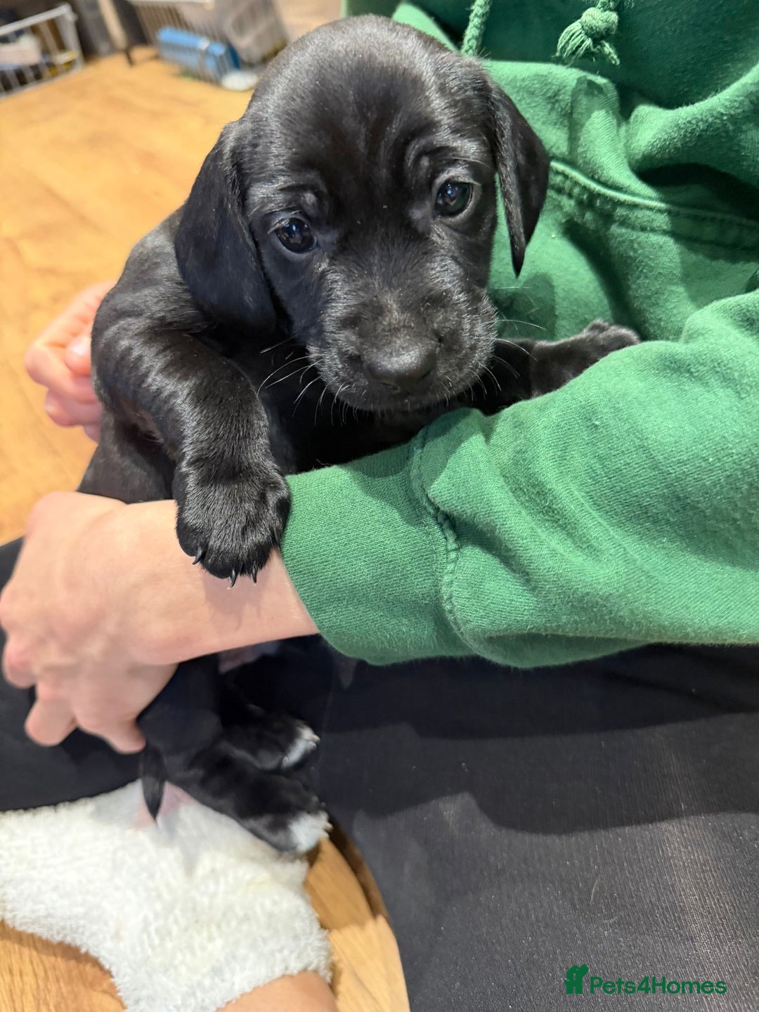 Mixed Breed dogs for sale: Patterdale terrier x cocker spaniel puppy’s  - Advert 6