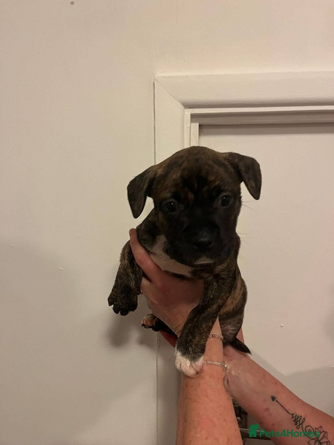 Mixed Breed dogs for sale: Puppies looking for their forever homes  - Advert 3