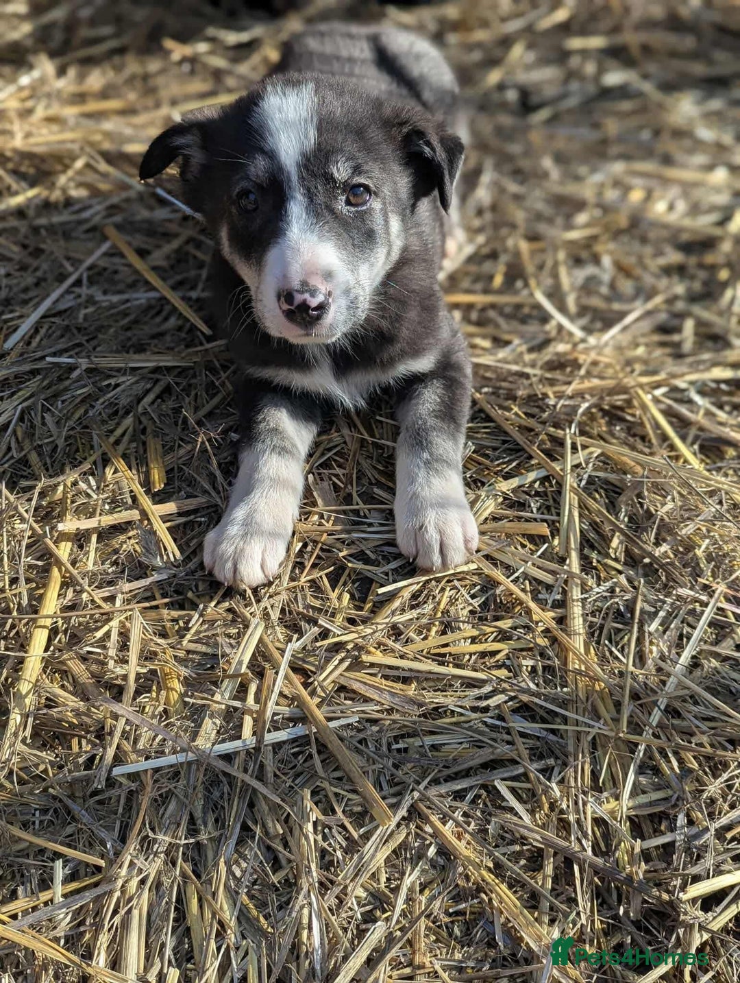 Mixed Breed dogs for adoption: Flower 💛 - Advert 7