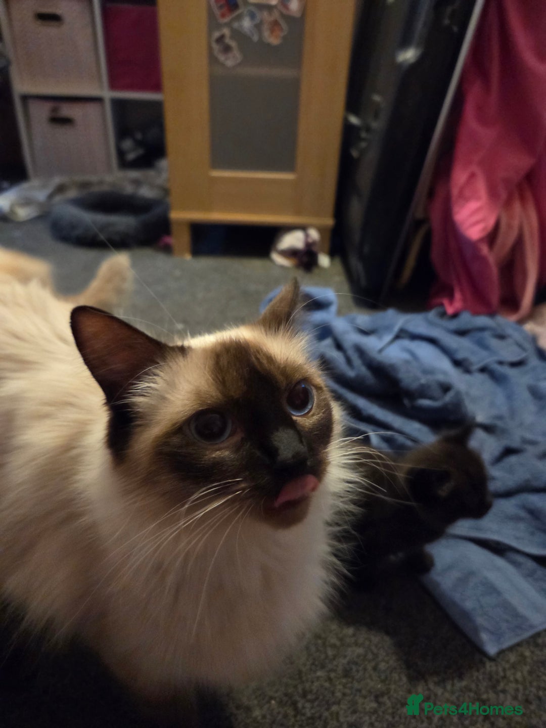 Ragdoll cats for sale: Full pedigree Ragdoll 16 months old - Image 5