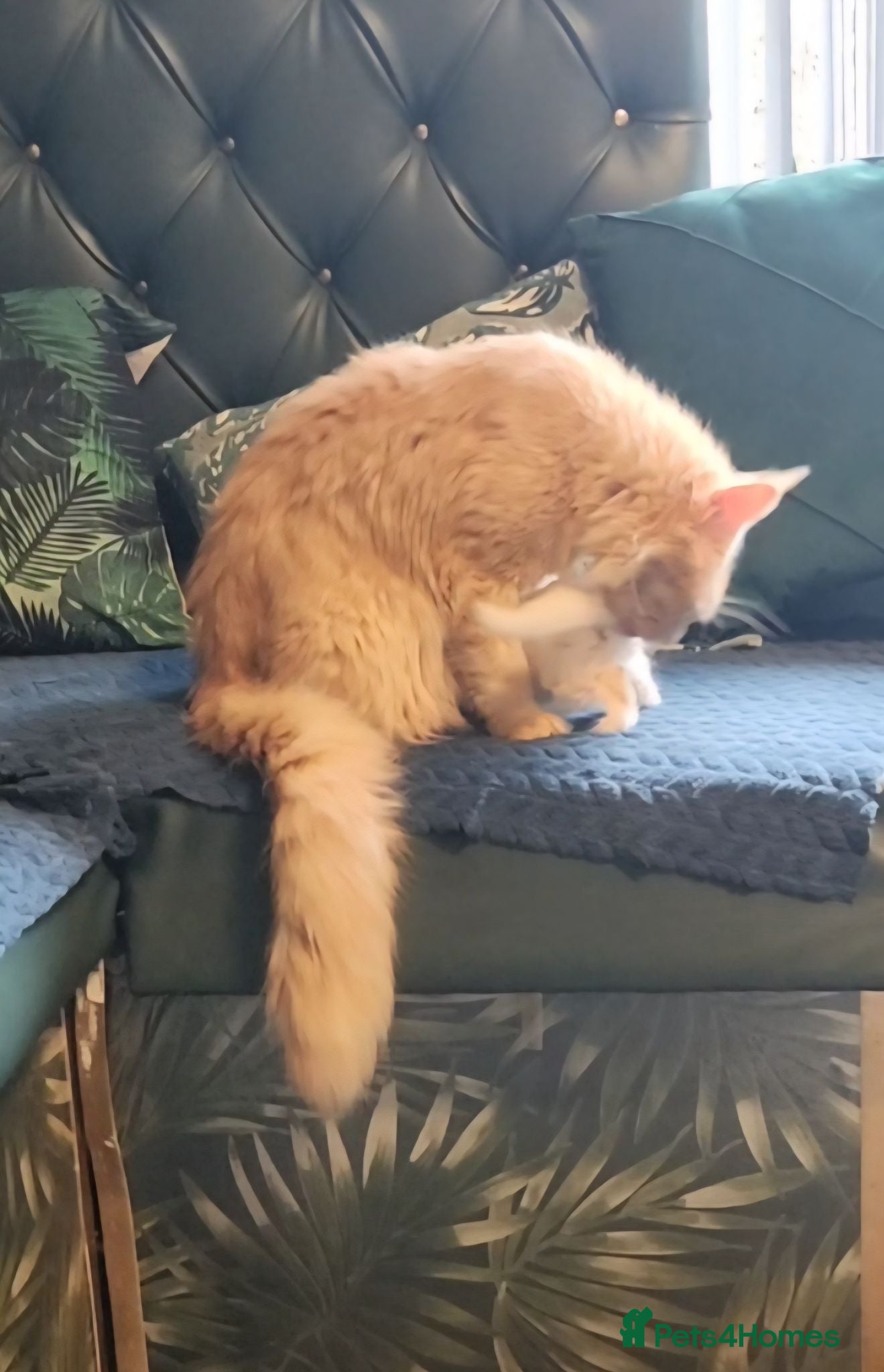 Maine Coon cats Maine Coons kitten Birmingham  - Advert 5