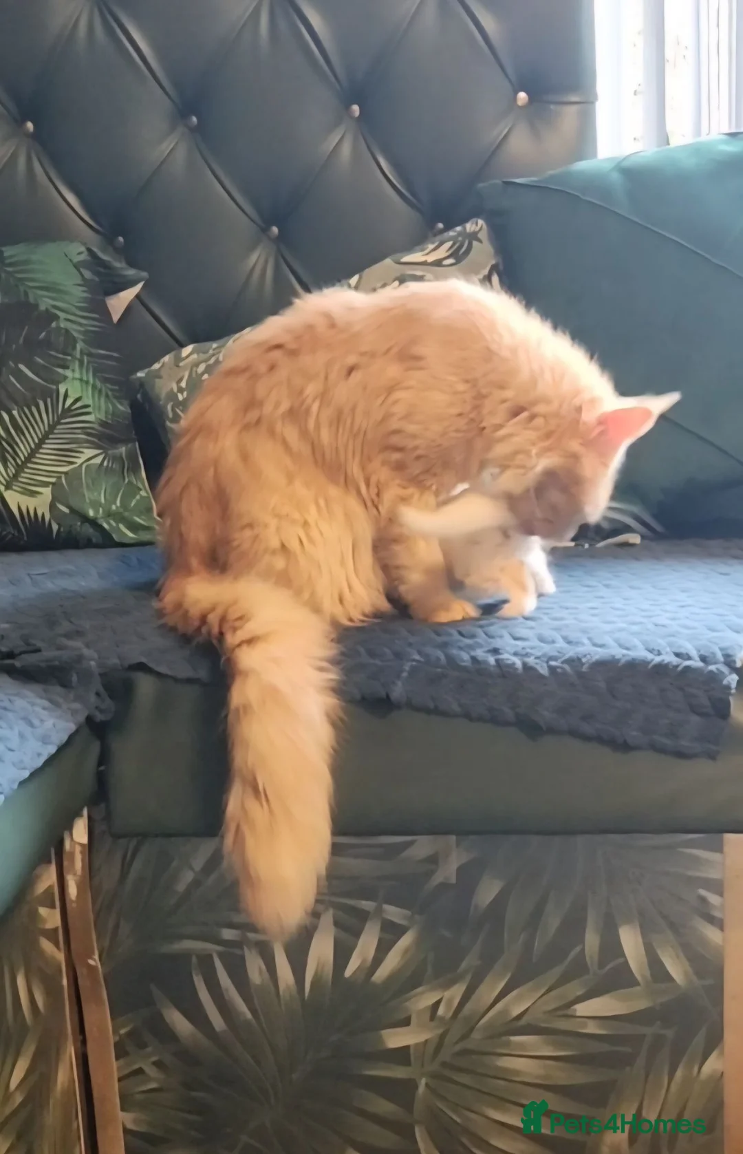 Maine Coon cats for sale: Maine Coons kitten Birmingham  - Advert 1
