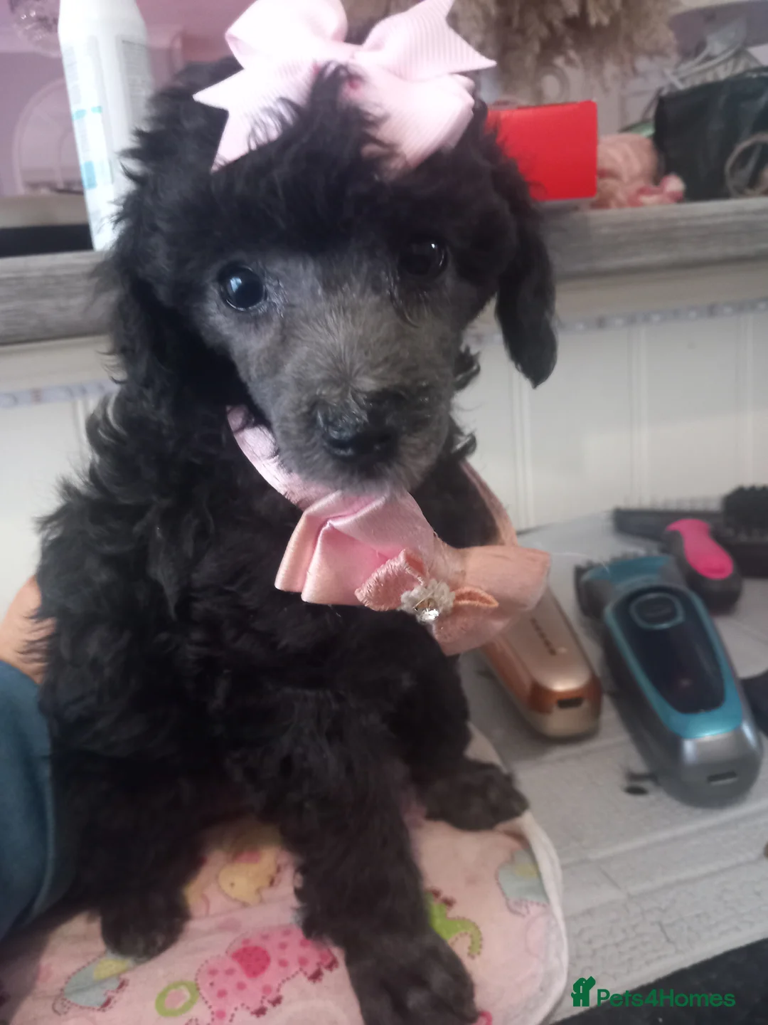 Toy Poodle dogs for sale: BEAUTIFULL TINY KC FULL PEDIGREE TOY POODLES* - Advert 11