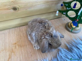 Mini Lop rabbits Mini lop ready 18th December - Advert 15