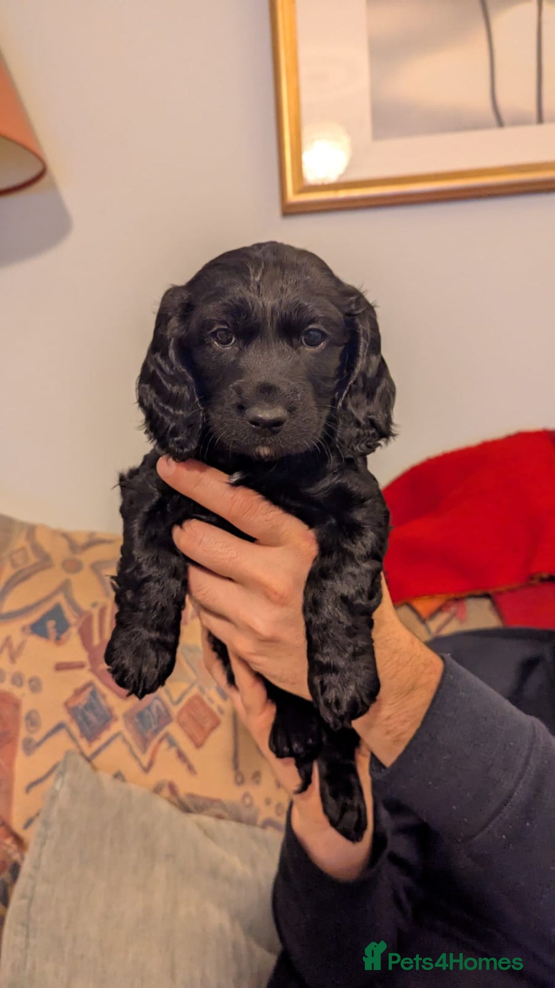 Cocker Spaniel dogs for sale: Working Cocker Spaniel puppies - Advert 8