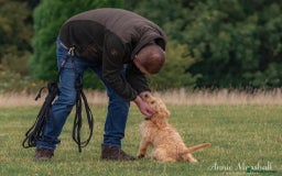 Mini Goldendoodle dogs for sale: F1 pups by POLICE dog trainer / Licensed breeder - Image 9