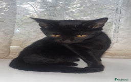 British Shorthair cats for sale: 2 black male kittens  - Image 2