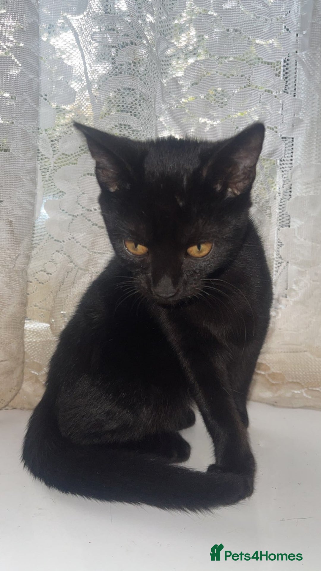 British Shorthair cats for sale: 2 black male kittens  - Image 2