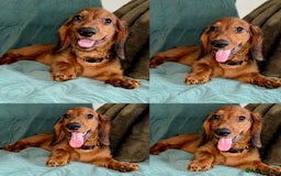 Dachshund dogs for sale: Fully ready to go LHDachshund Puppies  in Tamworth - Image 2