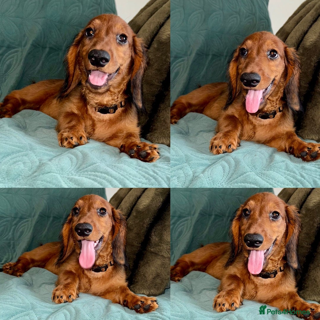 Dachshund dogs for sale: Fully ready to go LHDachshund Puppies  in Tamworth - Image 2