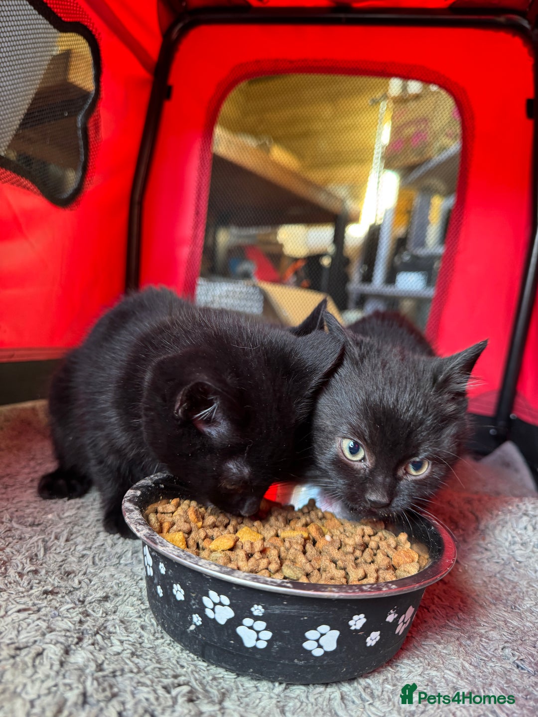 Mixed Breed cats for sale: Adorable black kittens  - Advert 9