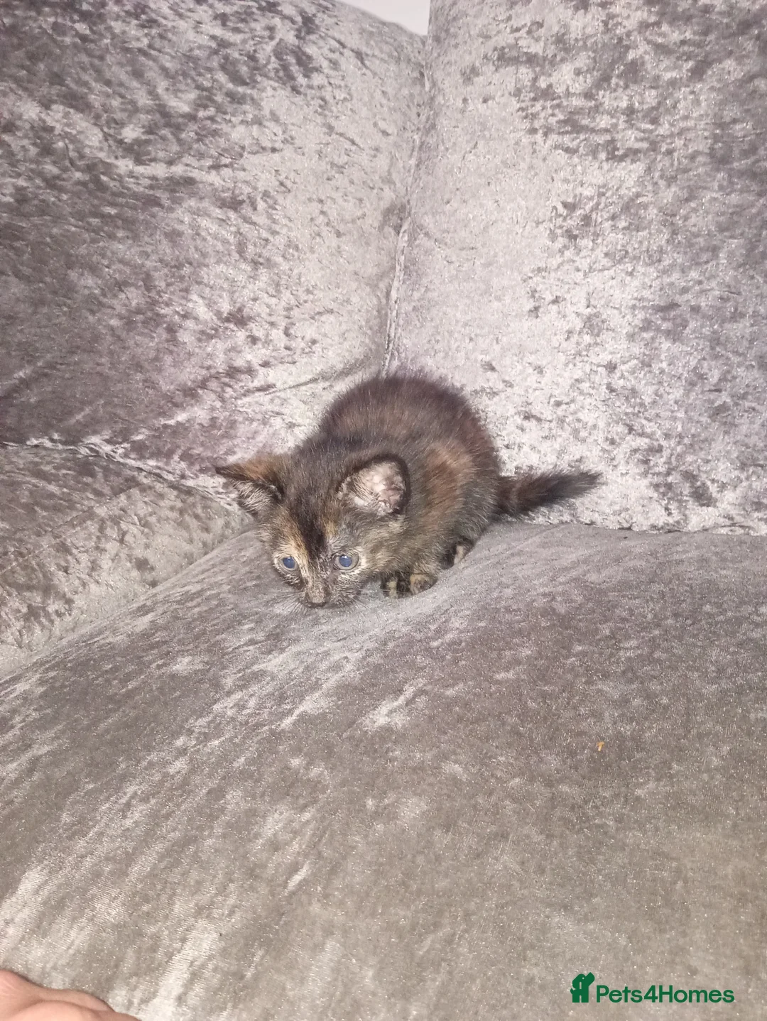 Mixed Breed cats for sale: 3 females and one male  in Rochester - Advert 4