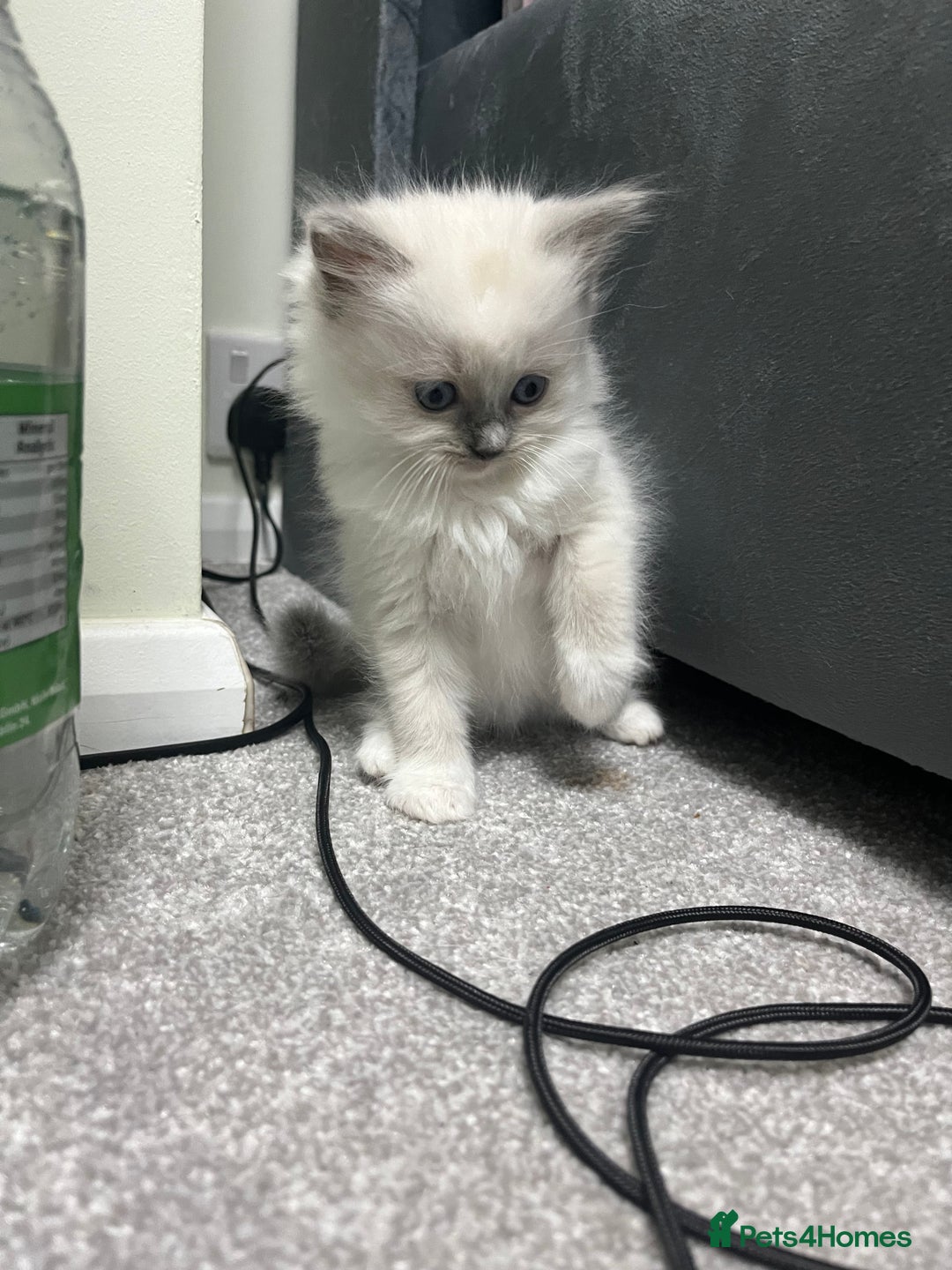 Ragdoll cats for sale: Blue point Ragdoll girl - Advert 1