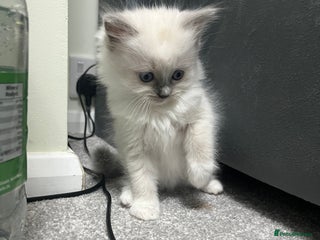 Ragdoll cats Blue point Ragdoll girl - Advert 2