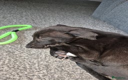 Mixed Breed dogs for sale: Mixed breed collie x whippet  - Image 4